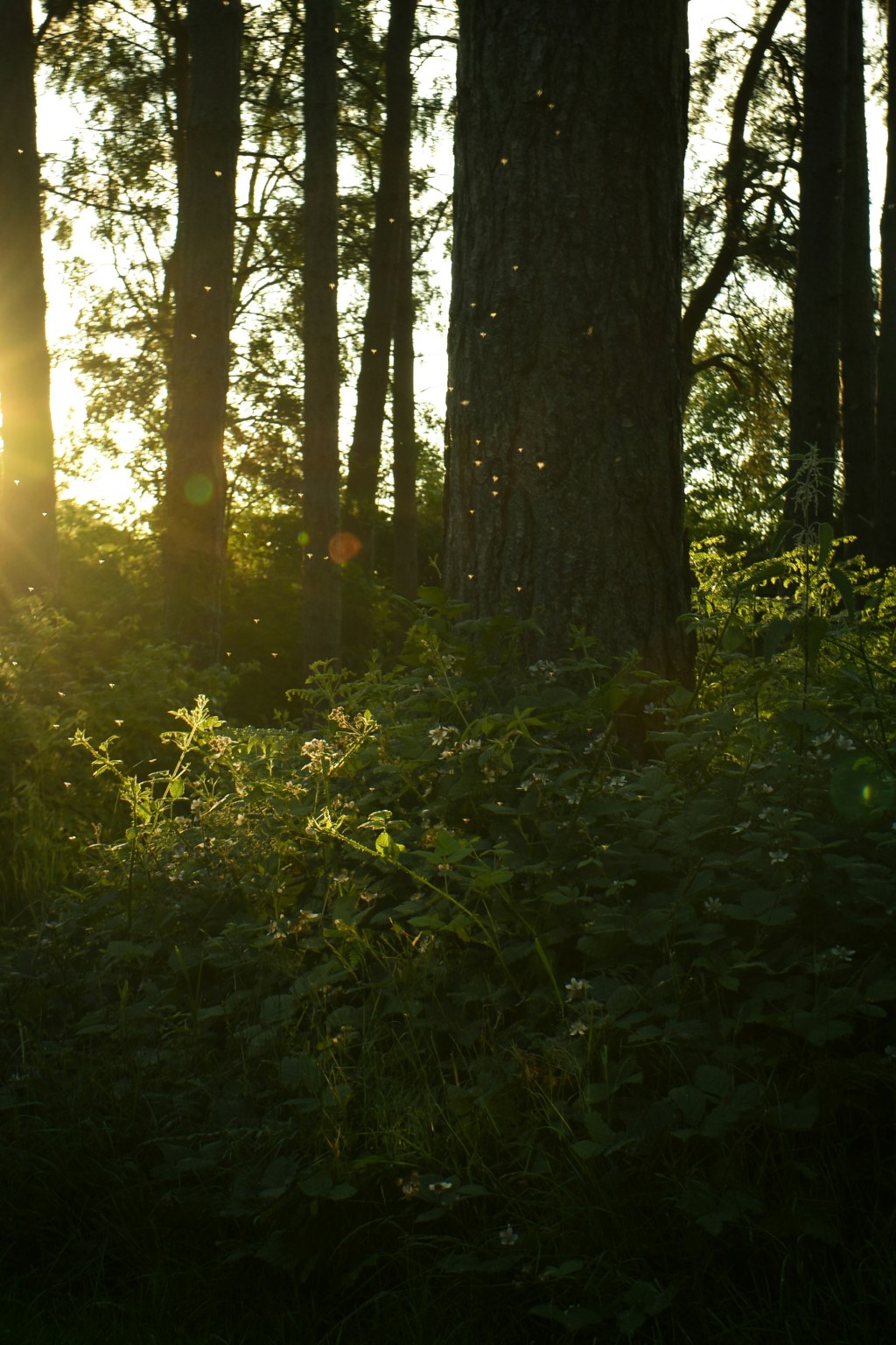 A Place for&nbsp;You